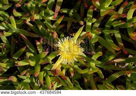Carpobrotus Edulis Is A Ground-creeper Native To South Africa. Hottentot Fig Is Also Sometimes Calle