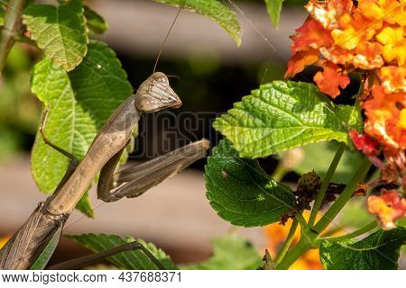 A Female Chinese Mantis (tenodera Sinensis) Is Keeping The Pests At Bay In The Lantana Bush. Raleigh