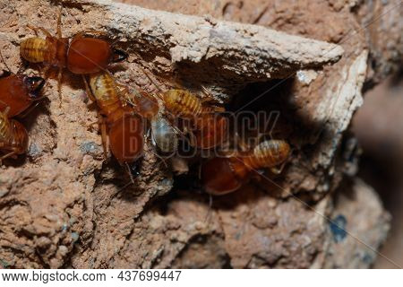 Large Termites Team On A Termite Nest,close Up