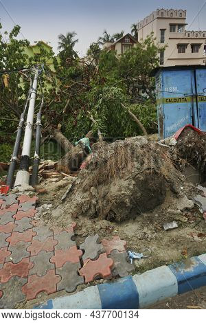 Howrah, West Bengal, India - 31st May 2020 : Super Cyclone Amphan Uprooted Tree. The Force Destroyed
