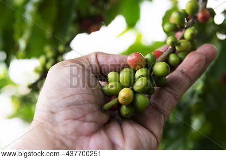Arabica Coffee Berries With Agriculturist Handsrobusta And Arabica Coffee Berries With Agriculturist