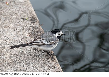 Cute Bird White Wagtail, Motacilla Alba Standing The Pond Shore. The White Wagtail Is A Small Passer