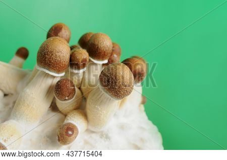 Mycelium Block Of Psychedelic Psilocybin Mushrooms Golden Teacher. Micro Growing Of Psilocybe Cubens