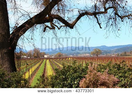 Silver Oak Vineyards