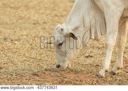 Cow Eating Grass In A Farm Pasture In The Countryside Of Brazil. Nellore Is A Breed Widely Cultivate
