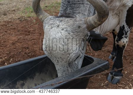Close Up Of A Gyr Bull Eating In A Feeder Near A Barbed Wire Fence In A Farm In Brazil. Raising Beef