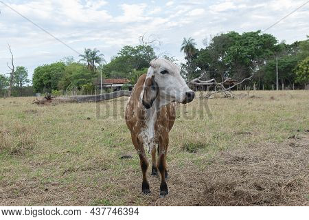 Gir Cow In A Beautiful Brachiaria Pasture In The Countryside Of Brazil. Brazil Is One Of The Biggest
