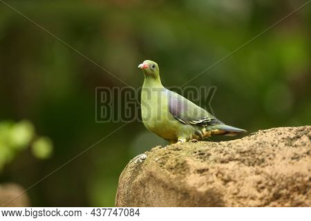 The African Green Pigeon (treron Calvus) Sitting On The Stone. Green Background. Morning Sun.