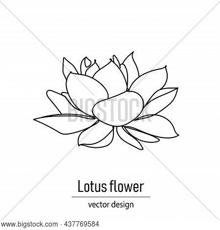 Lotus Flower Drawing In Minimalistic Contour Continuous Line Style.vector
