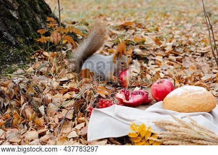 Squirrel Eats Aplle In Autumn Park, Falling Leaves On Background.