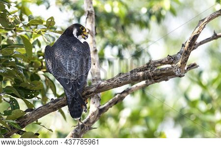 The Peregrine Falcon, Also Known As The Peregrine, And Historically As The Duck Hawk In North Americ