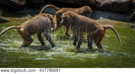 A Macaque Monkey Group In A Zoo In Neunkirchen, Copy Space
