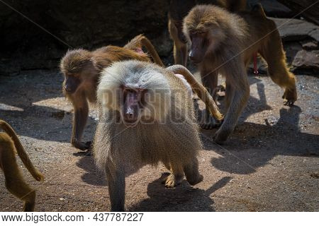A Macaque Monkey Group In A Zoo In Neunkirchen, Copy Space