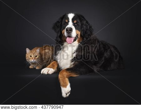 Majestic Berner Sennen Dog Laying Down On Edge Beside Red Non Breed Adult Cat. Both Looking Towards 