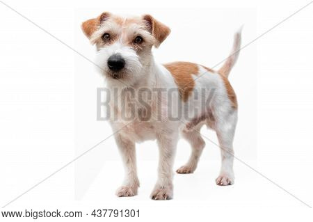 Grooming procedure in a veterinary clinic. Jack russell terrier puppy after trimming isolated on white background.