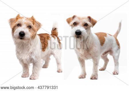 Grooming procedure in a veterinary clinic. Jack russell terrier puppy after trimming isolated on white background.