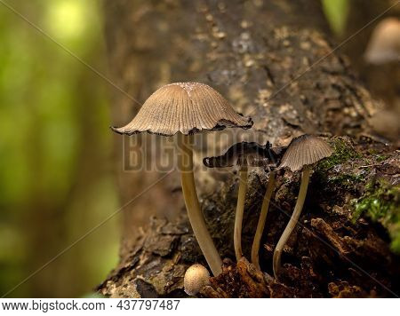 Glistening Inkcap Fungi Growing On Tree In English Woodland.