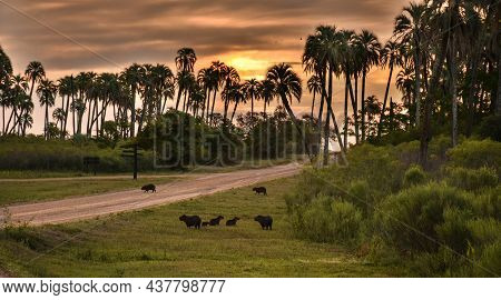 Complete Family Of Seven Capibaras Between The Palm Trees At The Afternoon. El Palmar National Park,