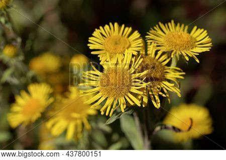 British Yellowhead, Inula Britannica
