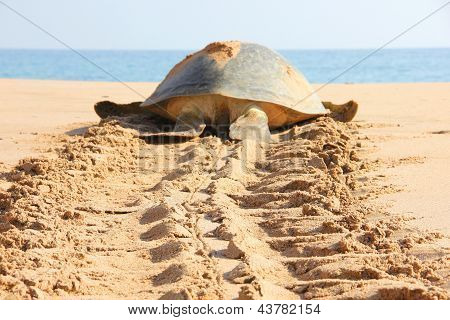 Skildpadde
