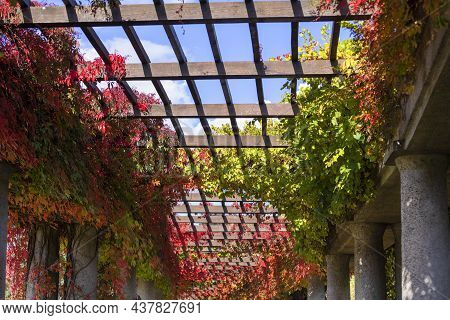 Pergola In Wroclaw On An Autumn Sunny Day, Colorful Leaves Of Virginia Creeper On A Background Of Bl