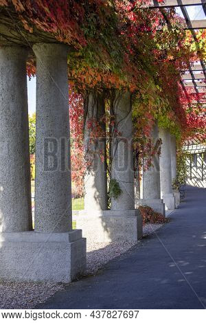 Pergola In Wroclaw On An Autumn Sunny Day, Colorful Leaves Of Virginia Creeper On A Background Of Bl