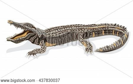 Illustration Crocodile Sleeping With Open Mouth Waiting For Food Suitable For Card Work Poster Leafl