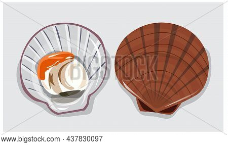 Illustrations Scallops In The Shell Suitable For Cards, Brochures, Menus, Food, Posters, Other Media