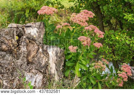 Decorative Garden Plant Sedum Spectabile Also Known As Showy Stonecrop Or Ice Plant Or Butterfly Sto