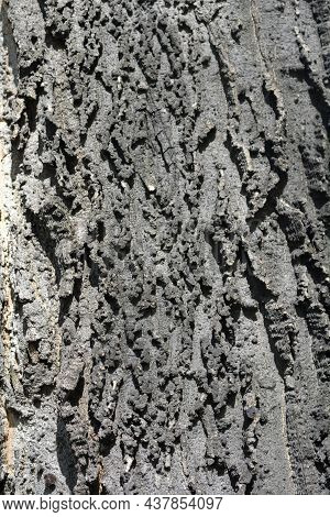 Common Hackberry Bark Detail - Latin Name - Celtis Occidentalis