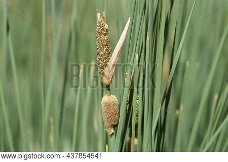 Dwarf Bulrush - Latin Name - Typha Minima