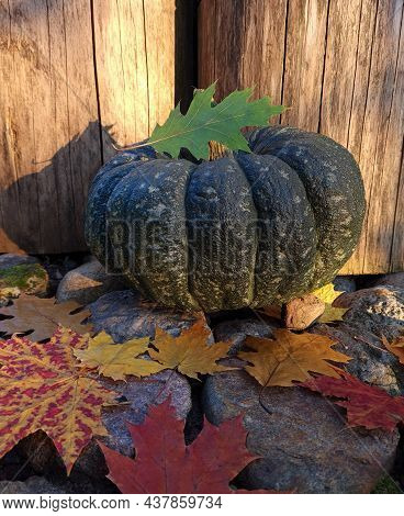 Green Pumpkin Located On Large Stones. Background Of Wooden Stumps, Fallen Maple Leaves.