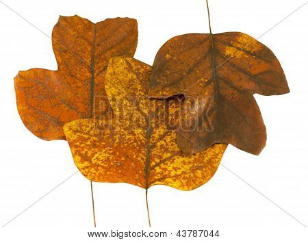 Kolme syksyn Tuliptree lähtee vierekkäin