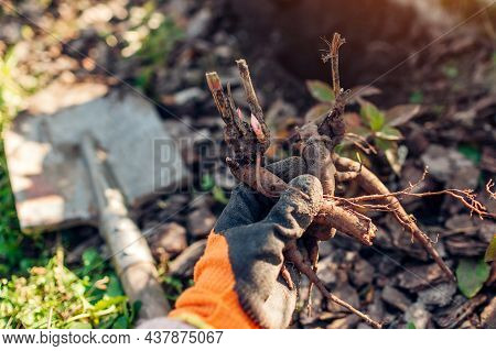 Gardener Planting Bare Rooted Peony Tubers In Soil In Autumn Garden. Fall Propagation Work