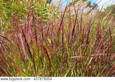 Blooming Red Grass On Edge Of Sunny Summer Day.