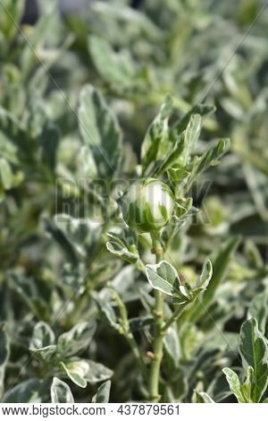 Variegated Jerusalem Cherry - Latin Name - Solanum Pseudocapsicum Variegata