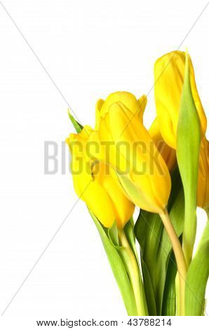Tulpe