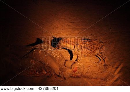 The Spotted Hyena (crocuta Crocuta) (laughing Hyena) Eating Death Elephant And Staying On The Sand C