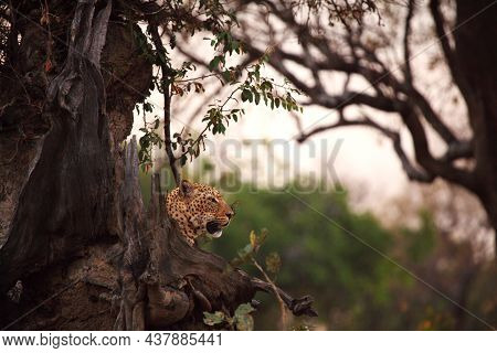 The African Leopard (panthera Pardus Pardus) Male Have A Rest Before The Hunt. Hunting African Leopa