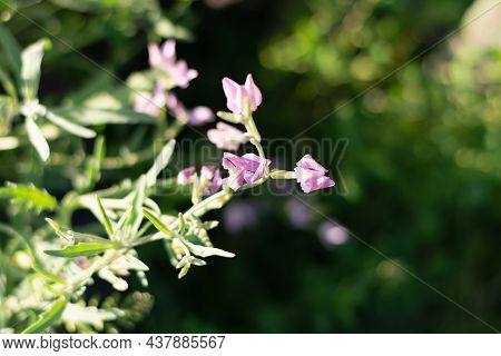 Mattiola Two-horned With Green Leaves Blooming In The Garden, In The Meadow. Selective Focus.