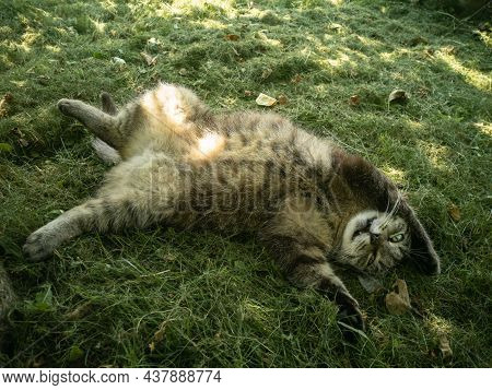 A Tortoiseshell Tabi Cat Lies On Its Back And Relaxes In The Garden On The Grass. Pets And Pets. Hor