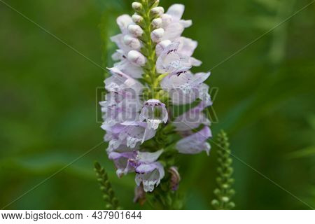 Obedient Plant Flowers, Physostegia Virginiana