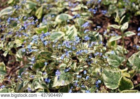 Brunnera Macrophylla, The Siberian Bugloss, Great Forget-me-not, Largeleaf Brunnera Or Heartleaf, Is