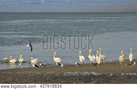 West Africa. Mauritania. A Flock Of Pelicans Swim Near The Atlantic Ocean In The Banc National Natur