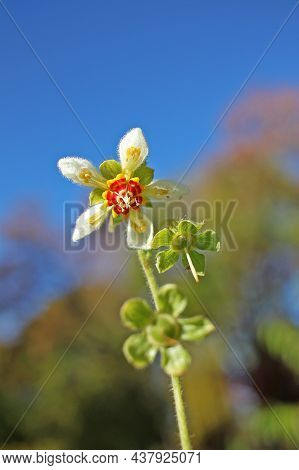 Loasa Tricolor. Its Flowers Have Five Petals Covering United Stamens And Distinctive Large Coloured 