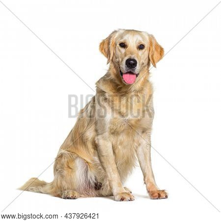 Sitting yellow Golden retriever dog panting, isolated on white