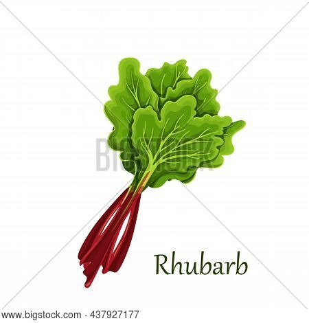 Red Stems Of Rhubarb With Green Leaves, Vector Illustration.
