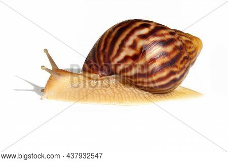 Giant African Snail Achatina On White Background. Achatina Snail Baby Close Up. Tropical Snail Achat