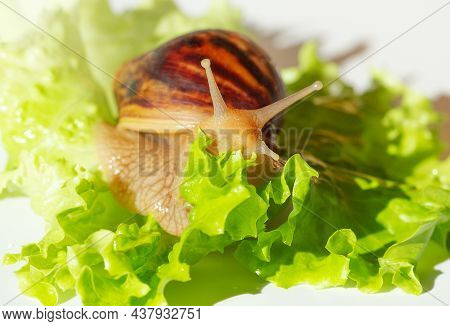 Giant Tropical Brown Snail Achatina Eating Green Lettuce Over White Background. Baby Snail Akhatina