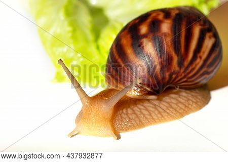 Giant Tropical Brown Snail Achatina Eating Green Lettuce Over White Background. Baby Snail Akhatina